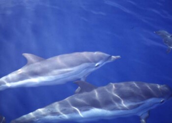 “MeD for Med”:Studiare la biodiversità del Mediterraneo senza nuocere a balene e delfini