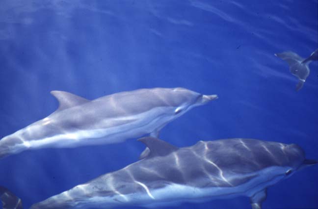 “MeD for Med”:Studiare la biodiversità del Mediterraneo senza nuocere a balene e delfini