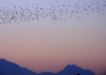 #Abruzzoacasatua con gli occhi di un fotografo naturalista