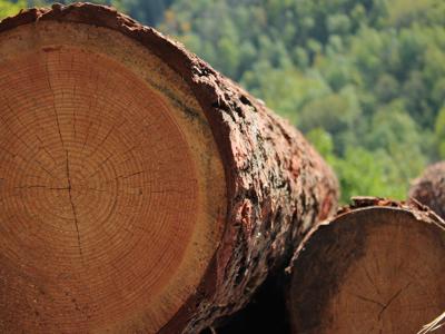 L'arte incontra la natura, al via concorso 'Scatta il bosco Pefc'