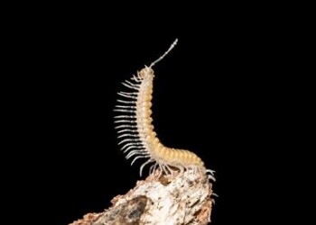 Ambiente: oltre 3600 specie animali nelle 40mila grotte italiane  