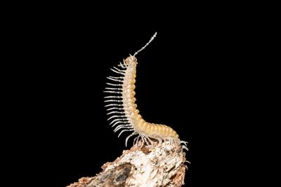 Ambiente: oltre 3600 specie animali nelle 40mila grotte italiane  