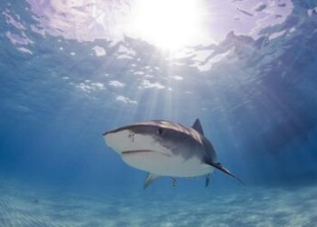 Animali: squalo Mako tra le specie più a rischio, troppe catture ‘accidentali’ 