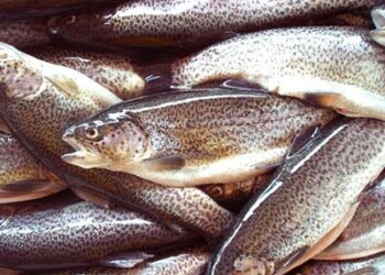 Animali: trota mediterranea estinta, sostituita da quella atlantica  