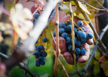 Approvate le disposizioni regionali per la ‘vendemmia verde’