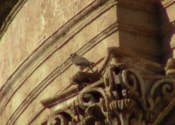 Coronavirus e natura: un Gheppio “abita” la Cattedrale normanna di Palermo