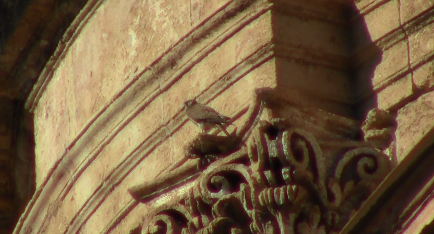 Coronavirus e natura: un Gheppio “abita” la Cattedrale normanna di Palermo