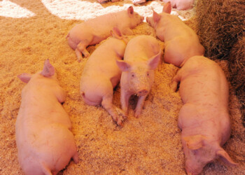 Coronavirus: mercato maialetti rischia il crollo in Sardegna