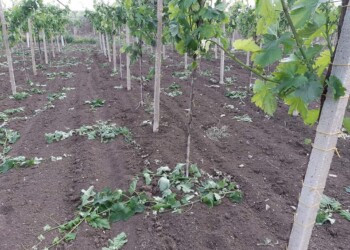 Agricoltura pugliese spazzata dal vento, CIA: “Riformare subito il sistema dei risarcimenti”