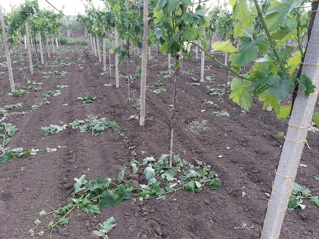 Agricoltura pugliese spazzata dal vento, CIA: “Riformare subito il sistema dei risarcimenti”