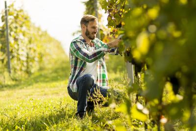 Agenzia Orienta: è boom di italiani al lavoro nei campi