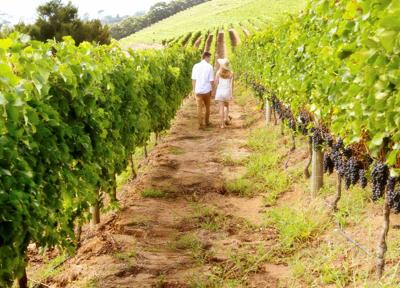 Fase 2: Città del vino, enoturismo volano rinascita territori  