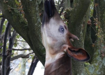 Fase 2, Parco Zoo Falconara riapre il 21 maggio