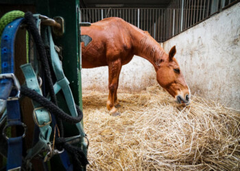 Fase 2: Piemonte, da lunedì via libera ad attività equestre