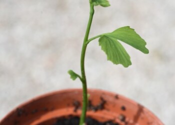 Germogli da semi sopravvissuti all’atomica