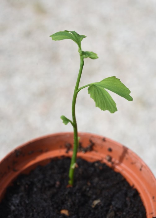 Germogli da semi sopravvissuti all’atomica