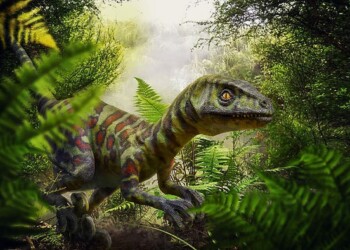 I velociraptor non cacciavano in branco come in Jurassic Park