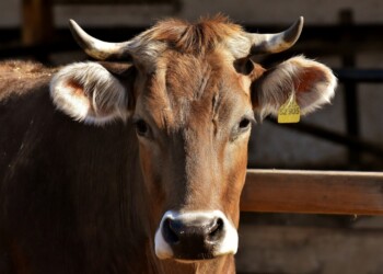 ZOOTECNIA, IL FUTURO DEL COMPARTO ITALIANO ALLA LUCE DEL COVID 19