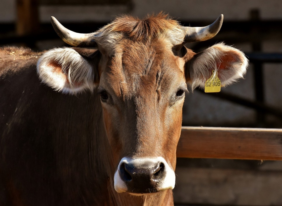 ZOOTECNIA, IL FUTURO DEL COMPARTO ITALIANO ALLA LUCE DEL COVID 19