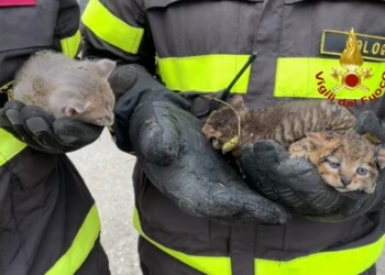 Incendio in sterpaglie nel Bolognese, Vvf salvano 3 gattini