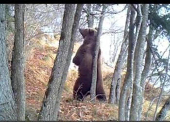 Inseguono orsa con cucciolo, responsabili identificati