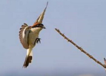 Raffaele Imondi: Birdwatching a km0