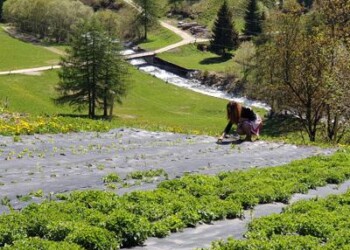 Montagna: in Val di Sole le erbe officinali crescono al ritmo della musica 