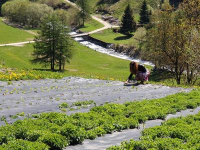 Val di Sole, le erbe officinali crescono al ritmo della musica