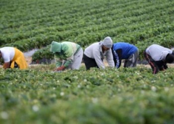 Nei campi lucani 60% lavoratori sono migranti