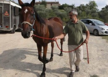 Nuova famiglia per cavallo botticelle adottato da Siena