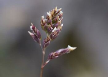 Nuova specie su Majella, ricerca Unicam