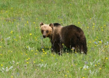 Orso avvistato e filmato in galleria SS17 a Castel di Sangro