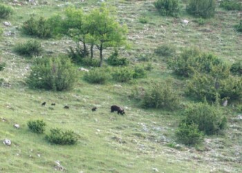 Parco Abruzzo,orsa a spasso con cuccioli