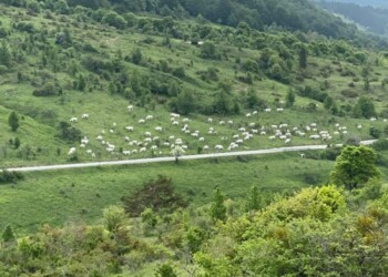 Pascolo abusivo nel cuore del Parco d’Abruzzo Lazio e Molise