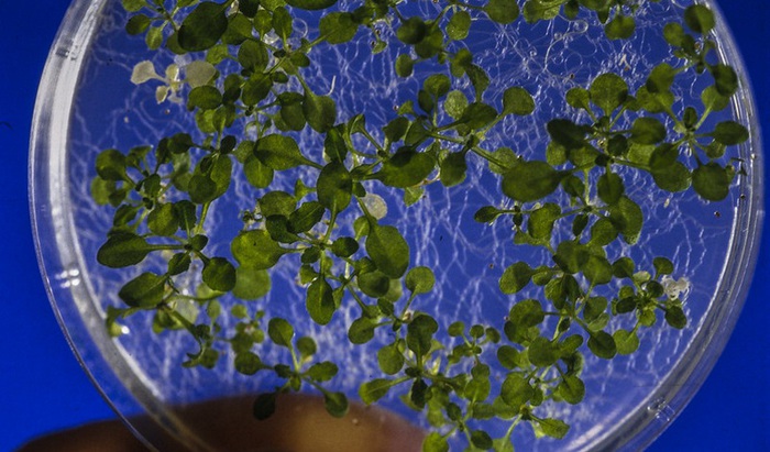 Piante che ricordano lo stress