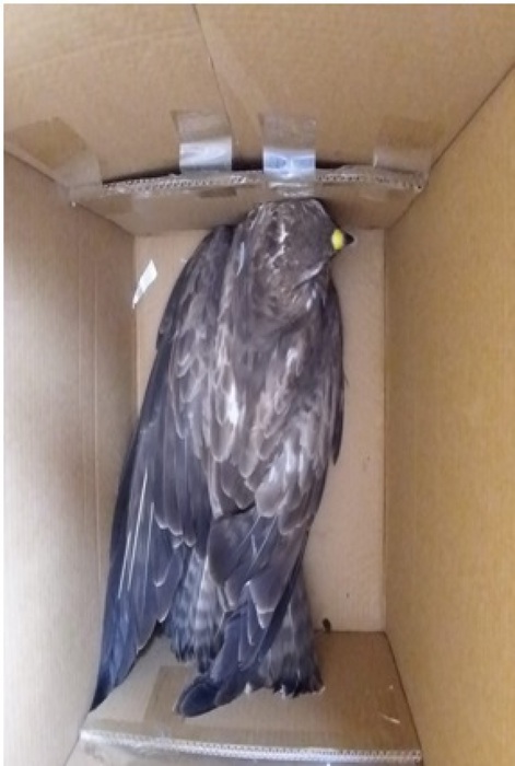 Poiana ferita su carreggiata A14, poliziotti la salvano