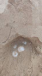 Primi nidi di tartaruga marina in Sicilia, ci sono i volontari WWF