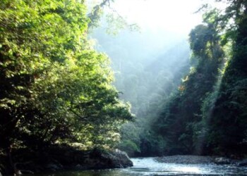 Rapporto Onu, dal 1990 persi 420 milioni di ettari di foresta  