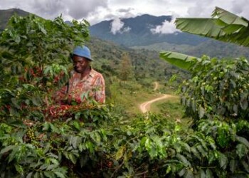 Sostenibilità: Reviving Origins salva produzioni caffè a rischio ‘estinzione’  