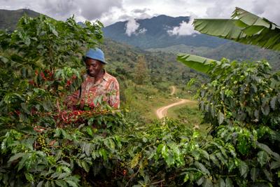 Reviving Origins , il programma che salva i caffè a rischio estinzione