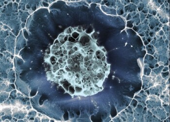 Staminali, trovato il gene chiave per utilizzarle