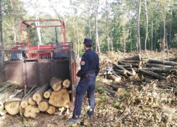 Taglia querce bosco protetto,denunciata