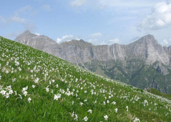 Torna fioritura giunchiglie Monte Croce