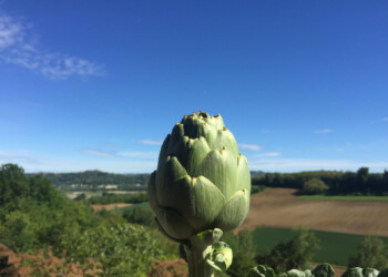 Viaggio nell’Italia dei Presìdi: al debutto il carciofo del sorì