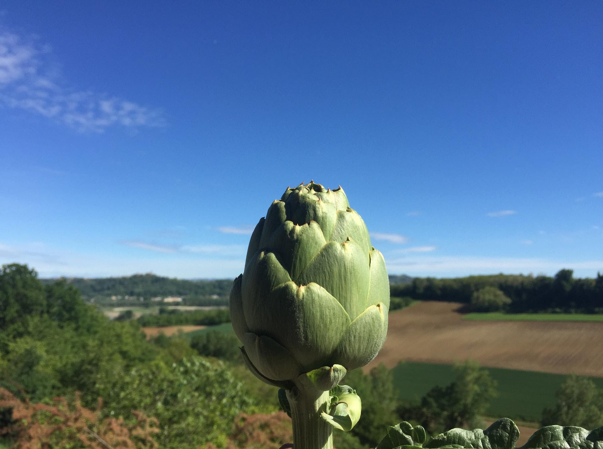 Viaggio nell’Italia dei Presìdi: al debutto il carciofo del sorì