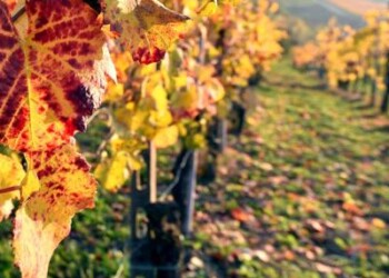 Vino: bio-erbicidi e teli per pacciamatura in Mater-Bi, al via sperimentazione 