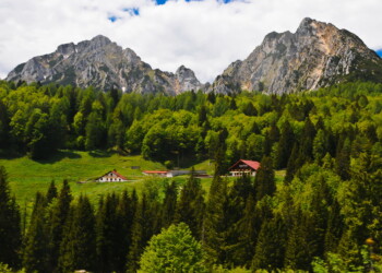 2020: Anno della biodiversità. Celebralo con noi nella Foresta di Ampezzo!
