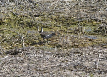 Il Ministero dell’Ambiente chiede interventi risolutivi per il Lago di Porta