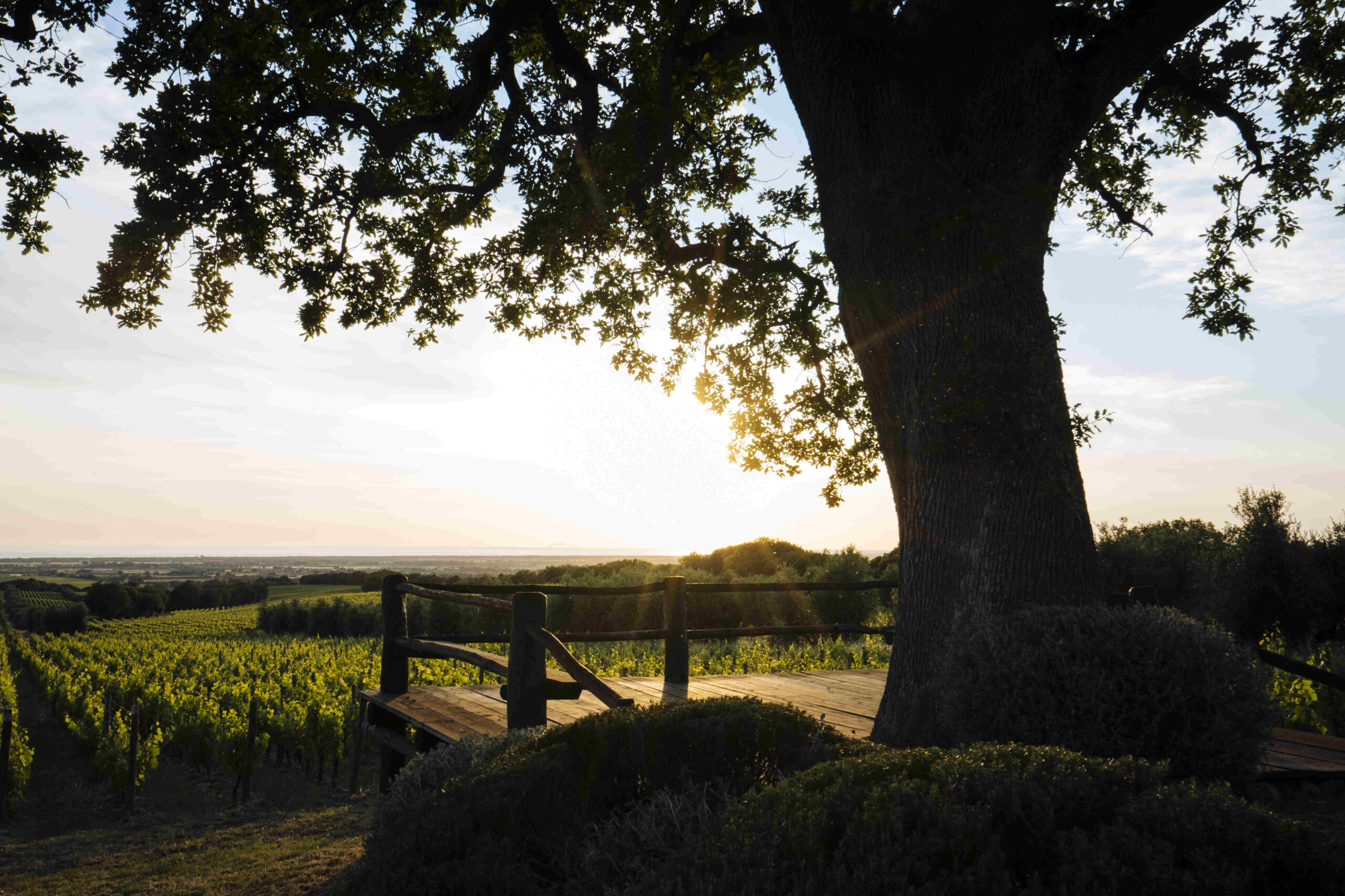 DJ FABIO NEURAL IN DIRETTA FACEBOOK SOTTO L’ANTICA QUERCIA DELL’ORNELLAIA A BOLGHERI