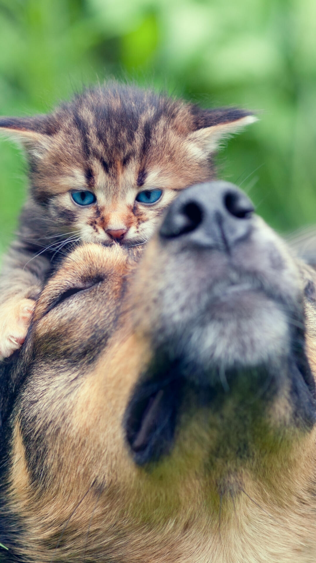 Fase 3 e animali domestici: come riconoscere il dolore e l’ansia del distacco nei nostri cani dopo essere tornati al lavoro?